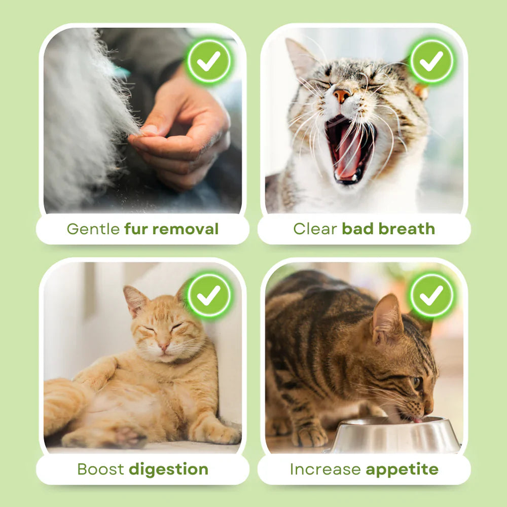 Cat Grass Teething Stick عصا تسنين عشب القطط